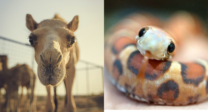 Camel case, snake case and other popular letter cases